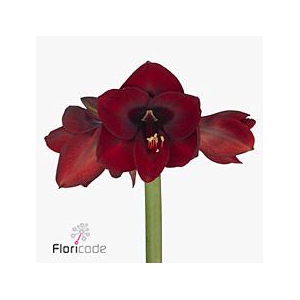 Hippeastrum night fever