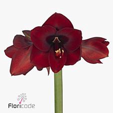 <h4>Hippeastrum night fever</h4>
