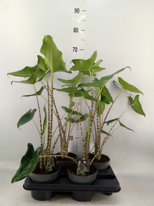 <h4>Alocasia zebrina</h4>