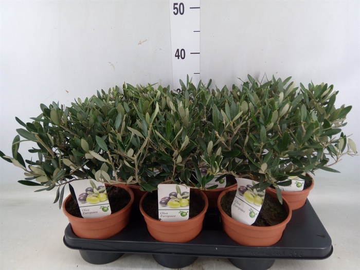 <h4>Olea europaea</h4>