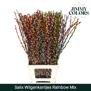 Salix Katjes L90 Rainbow mix