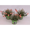 Diascia Orange