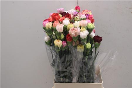 <h4>Di St Rainbow Mix</h4>