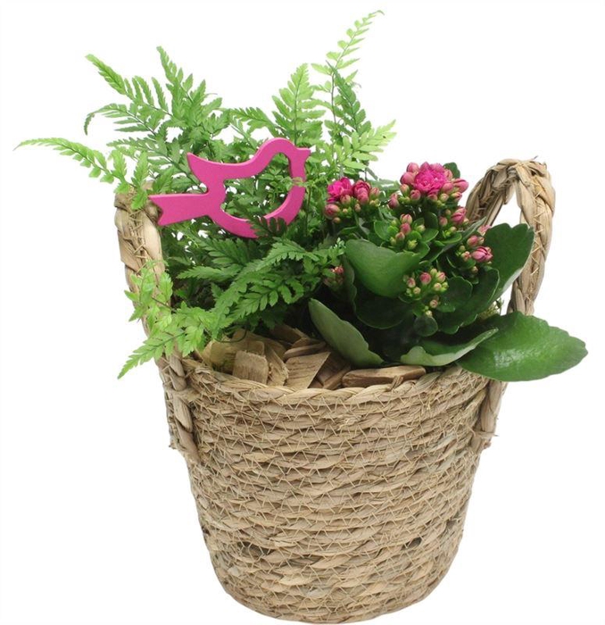 <h4>4749 HOOG GEVL MANDJE</h4>