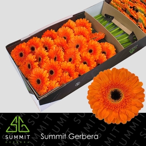 Gerbera Bonanza Doos