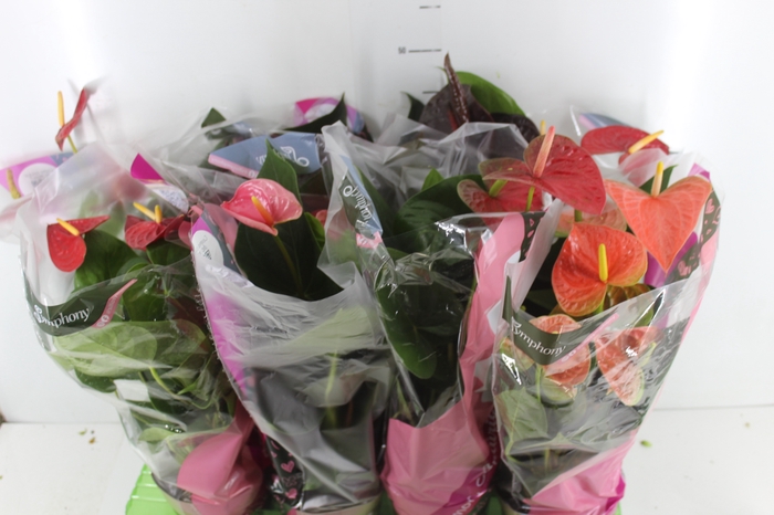 ANTHURIUM VARIADO P15