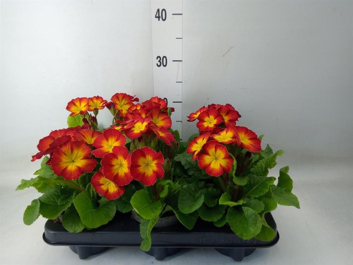 <h4>Primula elat.</h4>