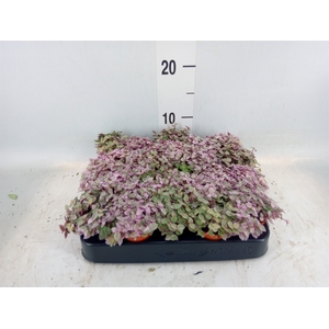 Callisia repens 'Rosato'