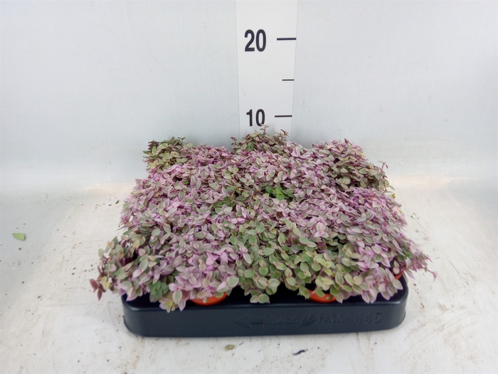 <h4>Callisia repens 'Rosato'</h4>