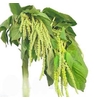 AMARANTHUS VERDE 060 CM VERDE