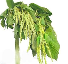 AMARANTHUS VERDE 060 CM VERDE