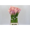 Zantedeschia Eydolls Pink