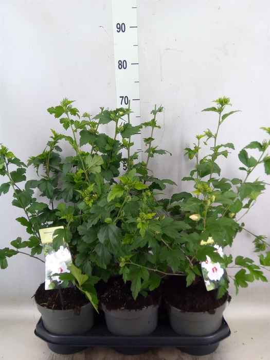 <h4>Hibiscus syriacus 'Red Heart'</h4>