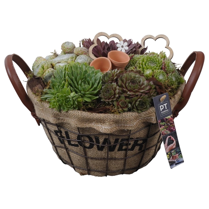 <h4>PTS7364 Arrangement Sempervivum in touw mand met metaal</h4>