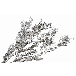 Ruscus Preserved Platinum