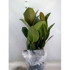 Ficus elastica 'Robusta'