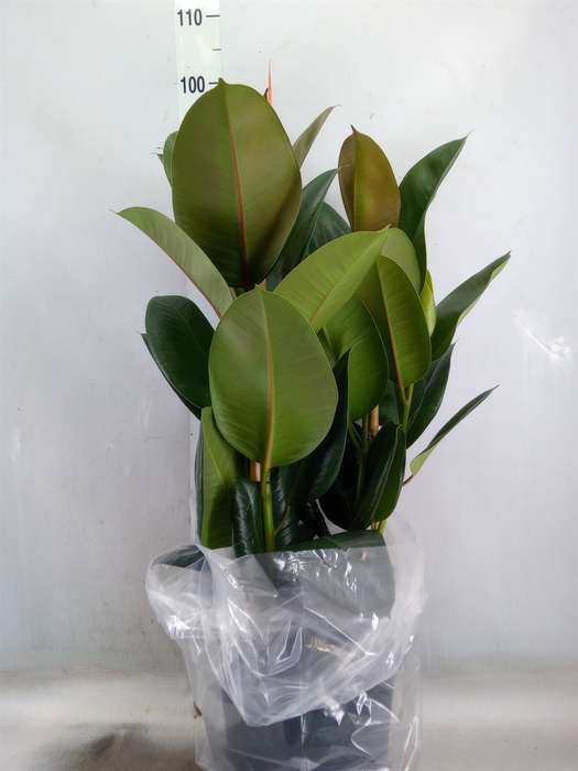 <h4>Ficus elastica 'Robusta'</h4>