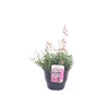 Diascia Flying Colors gemengd