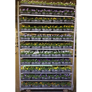 Vio Co Mixk 1 Kleur Per Tray