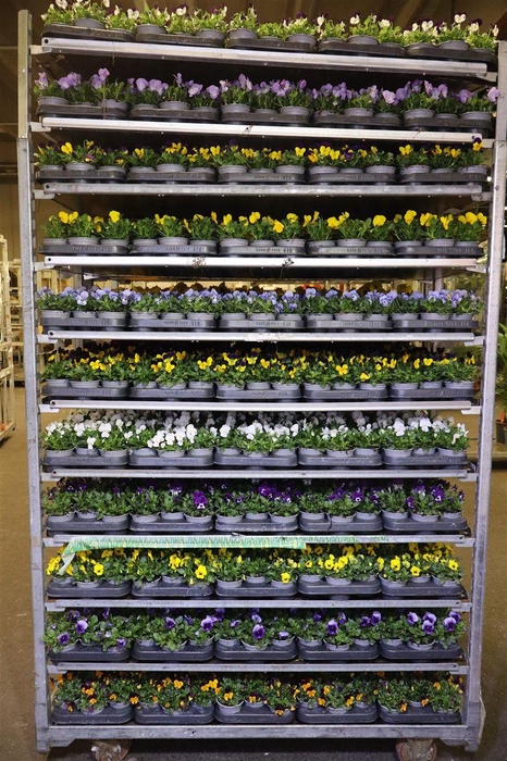 <h4>Vio Co Mixk 1 Kleur Per Tray</h4>