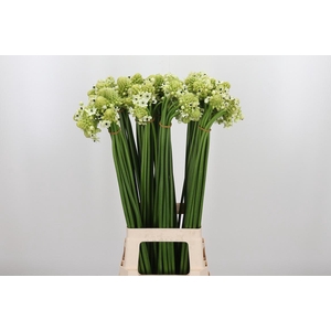 Ornithogalum Saundersiae