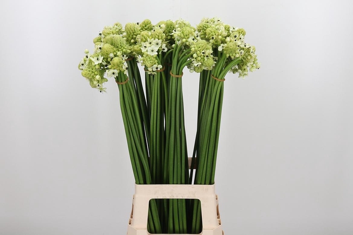 <h4>Ornithogalum Saundersiae</h4>