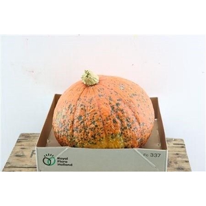 CUCURBITA PEPO
