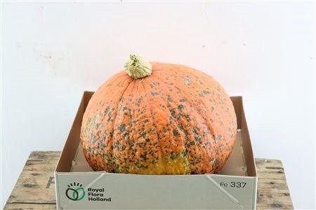 <h4>CUCURBITA PEPO</h4>