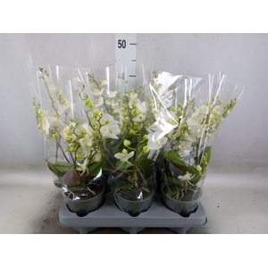Phalaenopsis multi.   ...white