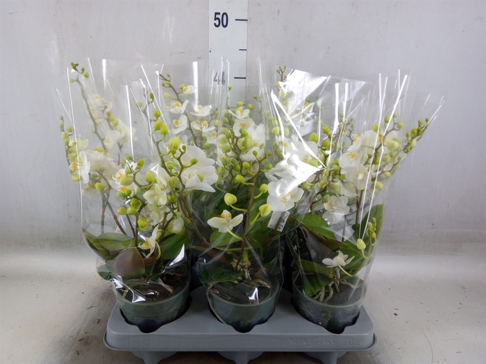 <h4>Phalaenopsis multi.   ...white</h4>