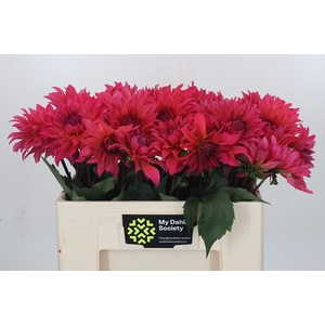 Dahlia Pink Punk