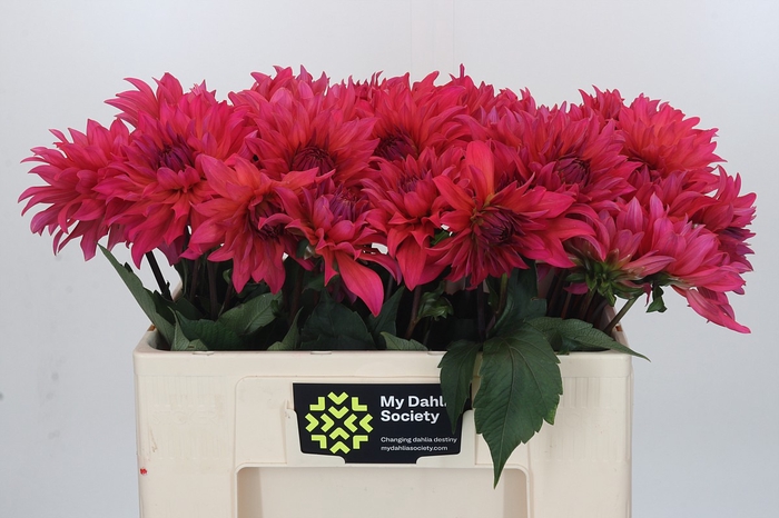 Dahlia Pink Punk