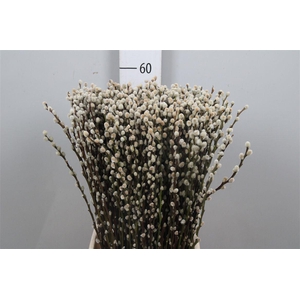 Salix Ca Snow Flake