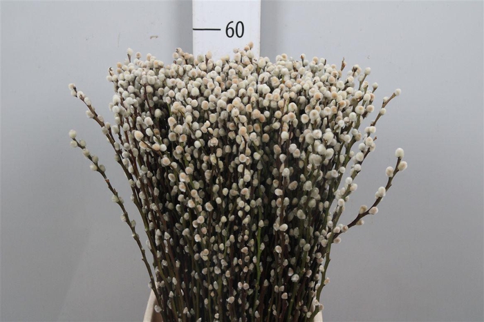 <h4>Salix Ca Snow Flake</h4>