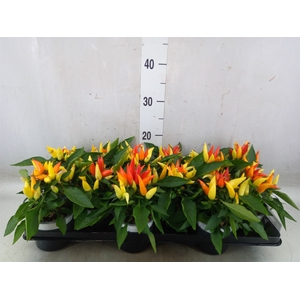 Capsicum annuum 'Joker'
