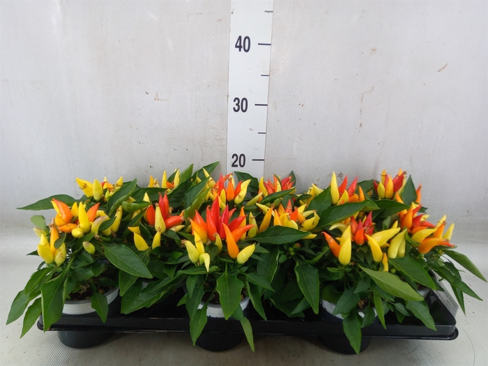 <h4>Capsicum annuum 'Joker'</h4>