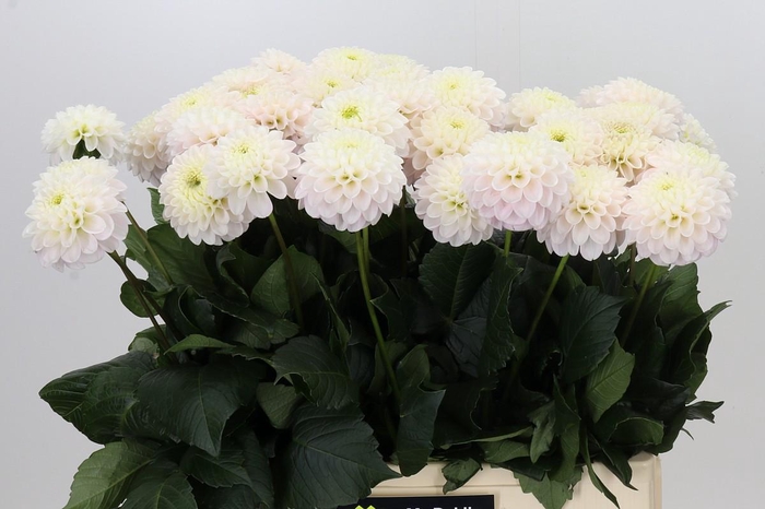 Dahlia Light Wizard