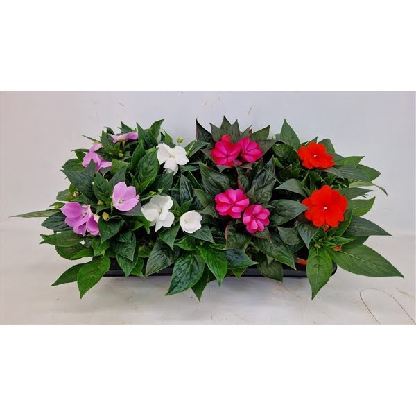 <h4>Impatiens New Guinea Mixtray</h4>