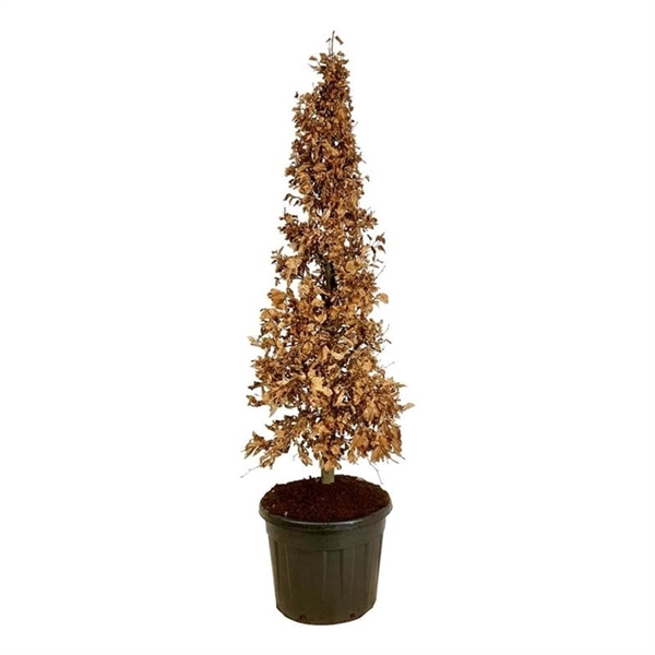 <h4>Fagus sylvatica</h4>