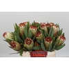 Protea Aurumn