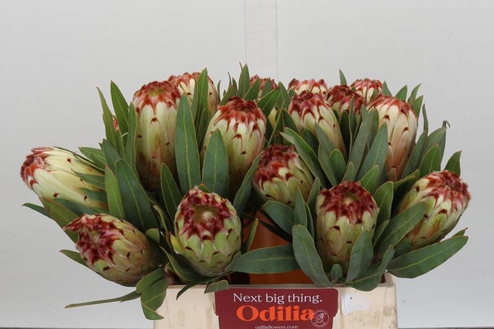 Protea Aurumn