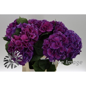 Hydrangea saint tropez