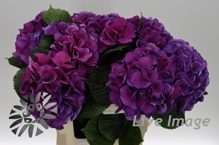 <h4>Hydrangea saint tropez</h4>
