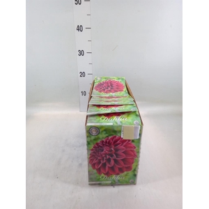 Dahlia   ...flowerbulbs