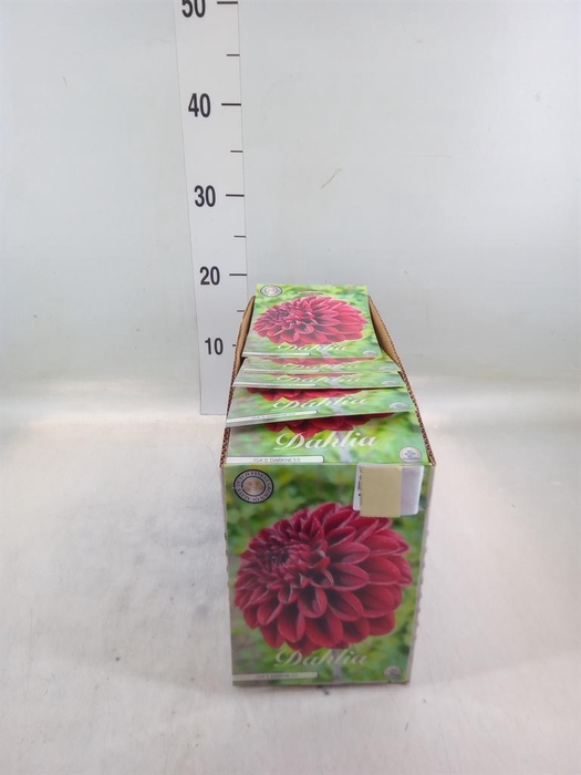 <h4>Dahlia   ...flowerbulbs</h4>