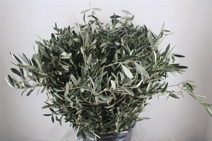 <h4>Olive 400gr P/b</h4>