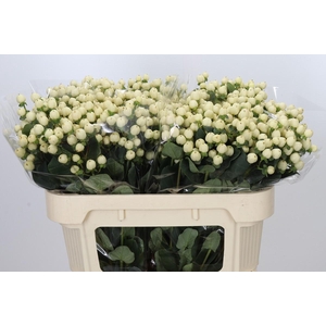 Hypericum Cool Romance