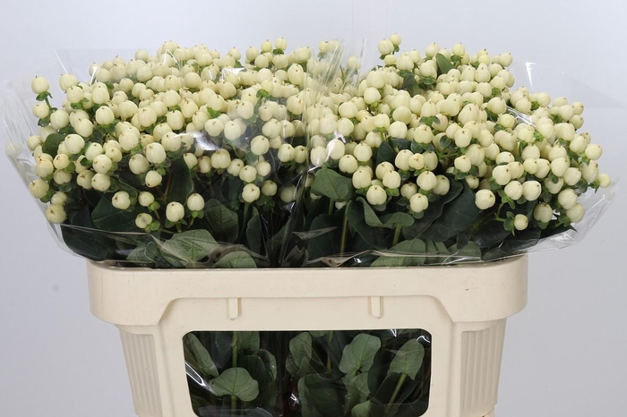 <h4>Hypericum Cool Romance</h4>