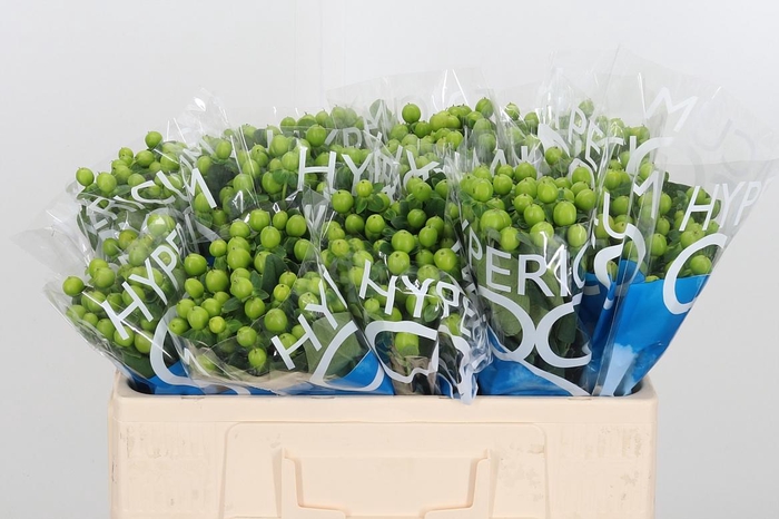 <h4>Hyp Coco Bamboo</h4>