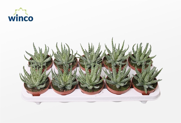 <h4>Aloe Humilis</h4>